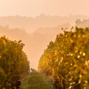 Vignobles et châteaux
